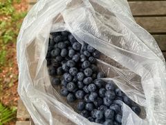 -五营红松林海景区