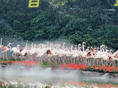 -广州长隆飞鸟乐园