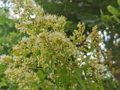 -九龙湾·御膳坊(九龙窠路店)