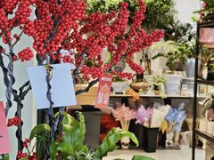 -溪岸路花鸟市场