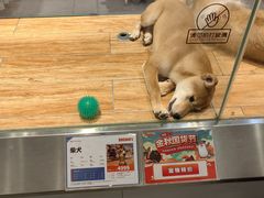 -狗道宠物(常熟印象城店)