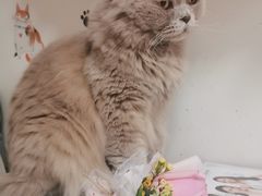 -我爱猫咪·猫咖·狗咖·安哥拉兔·羊驼咖(小寨华旗店)