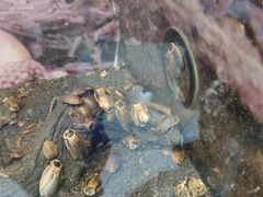 -上海大自然野生昆虫馆(东方明珠·爬宠昆虫探索中心)
