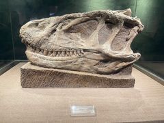 -自贡恐龙博物馆