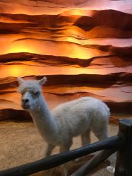 -酷嗒动物文化乐园(cutezoo西溪乐天城店)