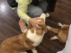 -柯斗斗主题餐厅·狗咖·围炉煮茶·茶饮(国瑞升平里店)