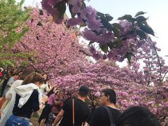 -西安青龙寺遗址景区