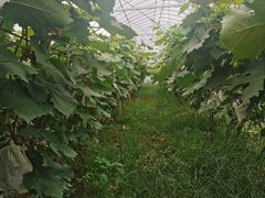 -马陆小张葡萄园农家乐