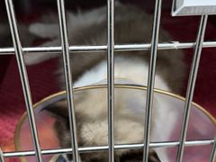 -萌兽医馆·宠物医院·猫骨科(创景店)