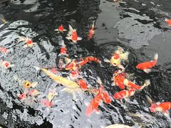 -华庭苑农家乐(旺山店)