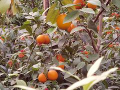 -南宫五洲植物乐园