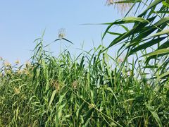 -大兴滨河森林公园