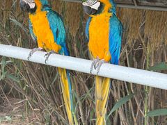 -西霞口神雕山野生动物世界