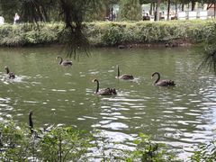 -长白岛森林公园