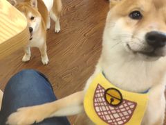 -豆柴町-柴犬主题狗咖(红鼎国际C座店)