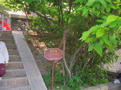 -泰山风景名胜区-普照寺