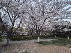 -高东镇樱花园