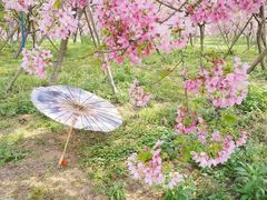 -天适樱花悠乐园