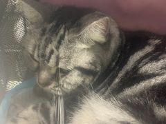 -宠物星动物医院·眼科·异宠·猫科(江南大道总院)