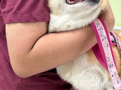 -瑞鹏宠物医院犬猫全科(真大分院)