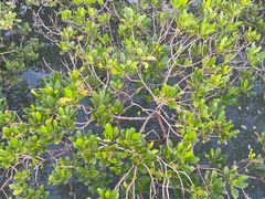 -北海金海湾红树林生态旅游区