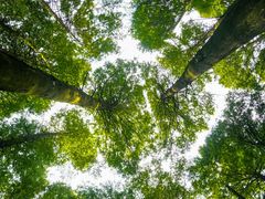 -武陵山森林公园