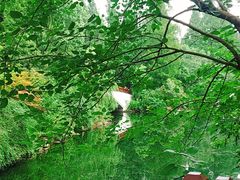 -东平国家森林公园