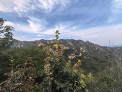 -大岭沟猕猴桃谷风景区