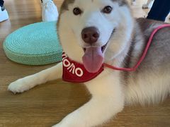 -Husky Go! 哈士奇体验馆·宠物咖啡厅狗咖