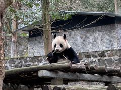 -都江堰中华大熊猫苑