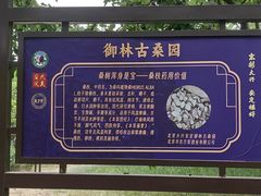 -御林古桑园