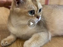 -猫咪派对(江南西店)