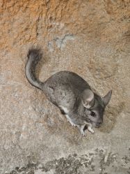 -酷嗒动物文化乐园(cutezoo西溪乐天城店)