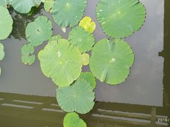 -新江湾城公园