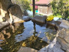 -金孔雀温泉旅游度假村