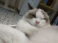 -喵喵咪呀布偶猫咖(春熙路店)