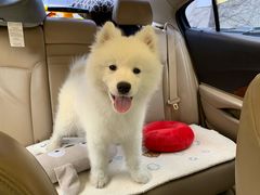 -翊宠yipet猫狗购宠庄园犬舍•猫舍