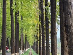 -黄海国家森林公园