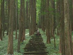 -武陵山森林公园