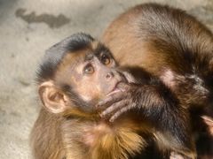 -泉州海丝野生动物世界