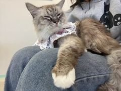 -怪兽屋·羊驼·猫咖·狗咖(俊华广场店)