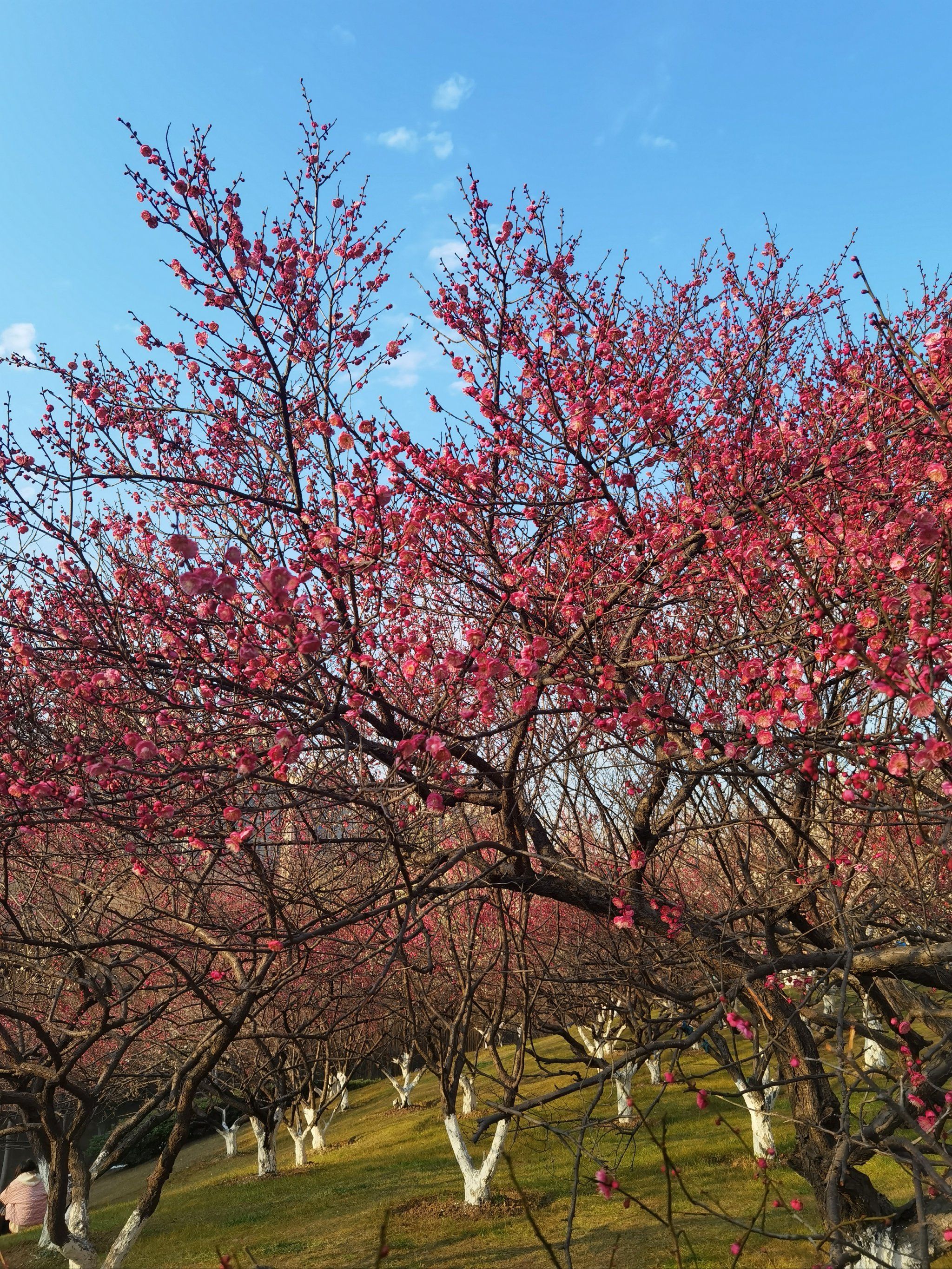 匡河的梅花盛开了,真的是拍照,遛娃的好去处