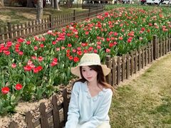 -荷兰花海