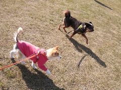 -春花秋色城市公园