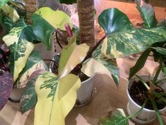 -Rabbit Cafe私房西餐甜点咖啡(栖霞路店)