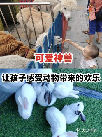 可爱神兽让孩子感受动物带来的欢乐