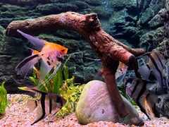 -上海海洋水族馆