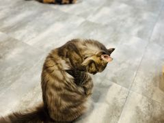 -楼上猫咖(罗湖店)