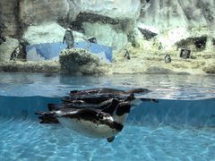 -帝企鹅自助餐厅•儿童岛•真企鹅(长隆企鹅酒店)