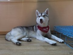 -Husky Go! 哈士奇体验馆·宠物咖啡厅狗咖